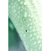 Нереалистичный вибратор Satisfyer Air Pump Banny 5, силикон, зеленый, 15 см.